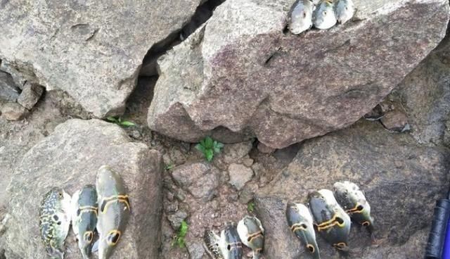 钓友|咬断鱼线、驱赶罗非鱼,珠江来了群“凶猛掠食者”,钓鱼人头疼