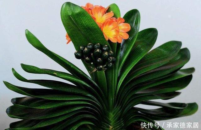 这些废料是个宝，浇君子兰，叶绿花艳效果好