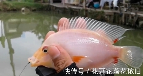 家门口边上的野塘,竟钓起一条粉嫩的鱼,像块肥肉,有人认得吗