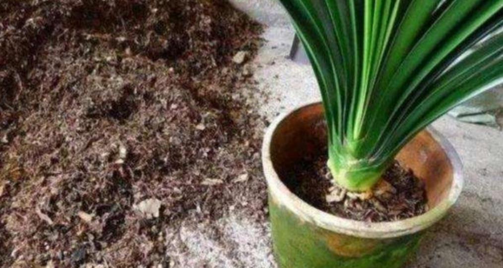 松软|养君子兰不用买土,用3种材料配成“营养土”,松软透气养分足