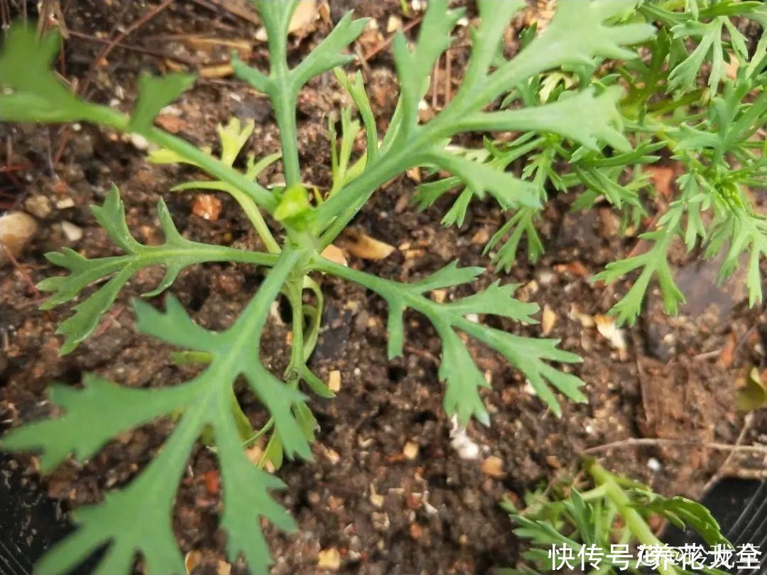 种花|10种花，现在扦插，下个月就开花