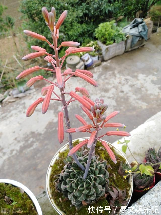 花友|如果你家芦荟长“小尾巴”,别剪掉,请珍惜,比较少见