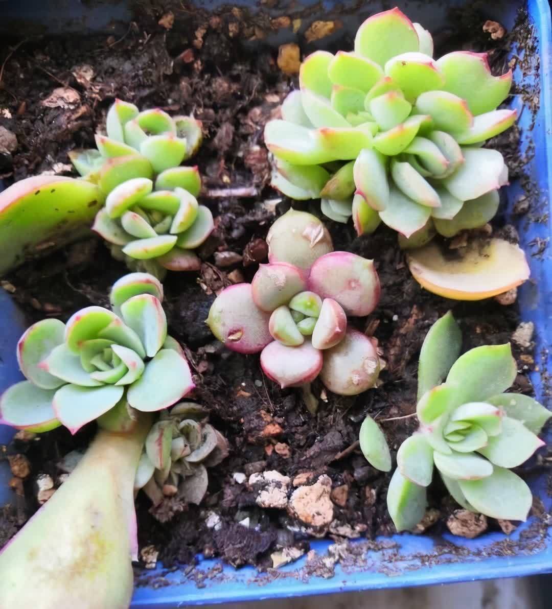 多肉|五月六月别忘了“叶插多肉”,生根快长得快,又萌又多成功率高