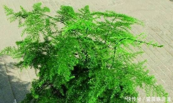 文竹|原来高手是这么养文竹的,难怪不见黄叶还开花,现在知道还不晚