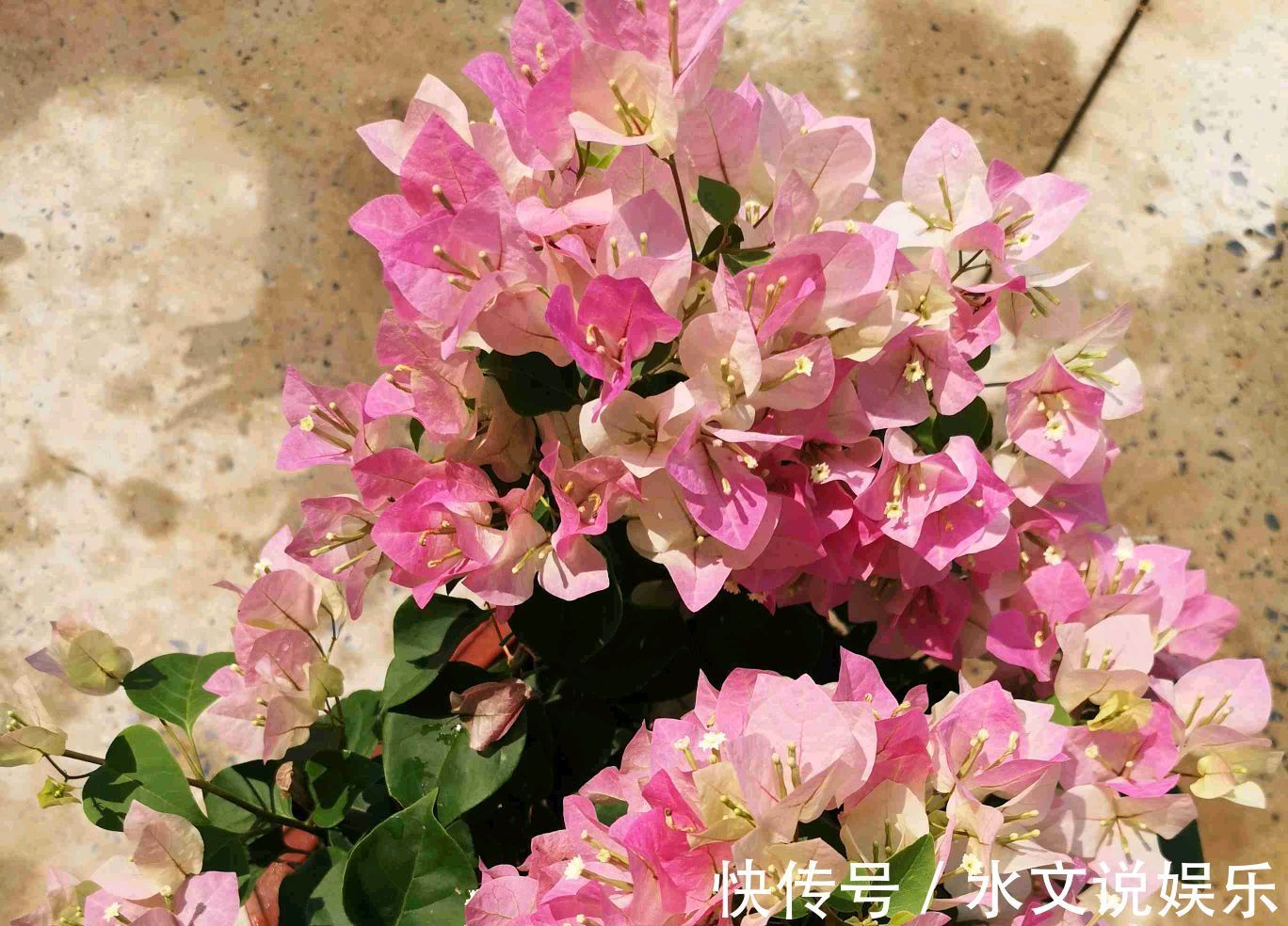 爆盆|三角梅矮化促花芽分化技巧,没事喷喷“它”,开花爆盆又造型紧凑