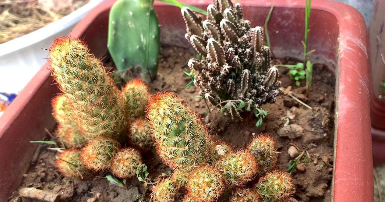根系|怎么用卫生纸让花草轻松生根、早点成活?