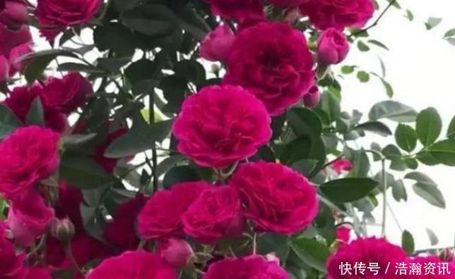 此花“冻不死”，比栀子花还香，一年花开200天，沾土就活！