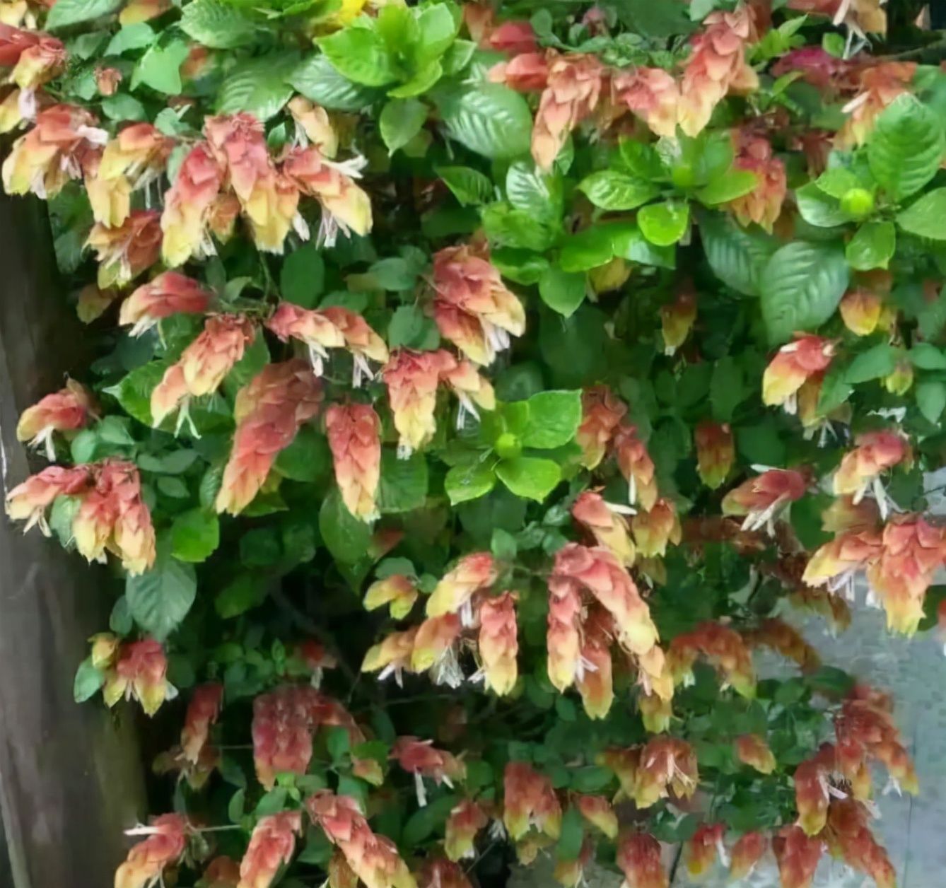 1种花长得像金鱼,耐寒好养活,种得越多越壮观