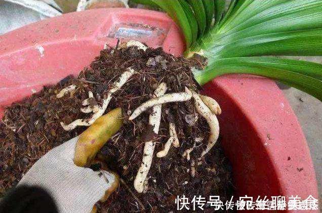 花盆土太硬？1种“松土水”，浇3回就“松软”，省得换盆了！