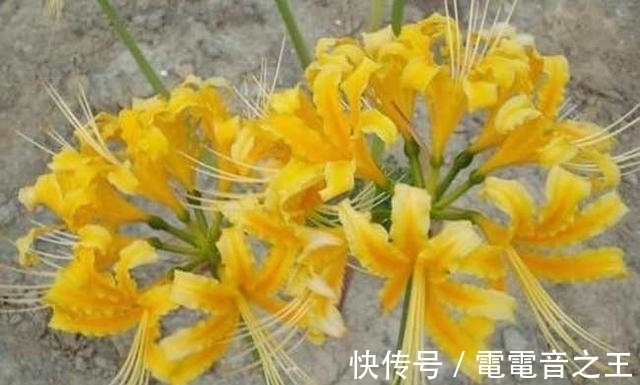 恶魔|不一样花色的“彼岸花”，秋高气爽种植正佳，花期长花姿美