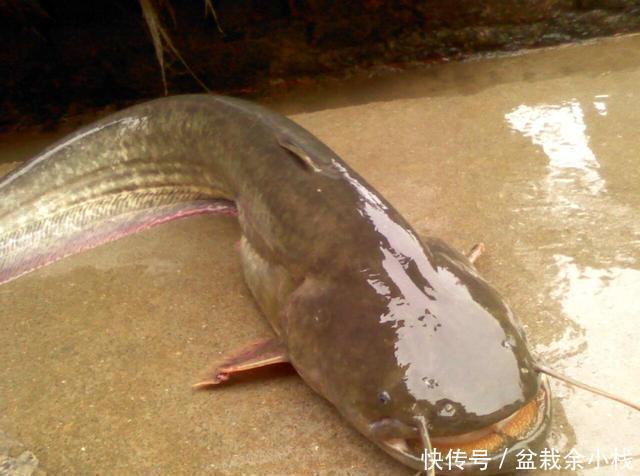 真的|涨水后钓鱼首选这几个地方,只要钓况非极端爆护概率真的很大