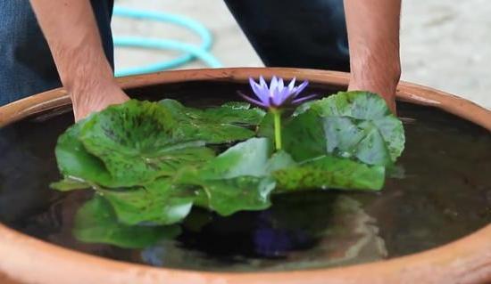 容器|家里有大水缸不要丢,拿来养花做容器,废物利用好处多