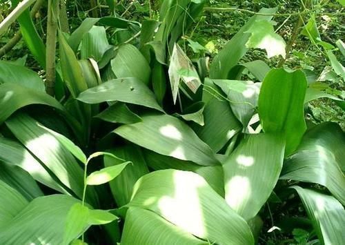 竹芋竹芋|天凉了，室内养上几种花，耐阴又好养，随便养养越长越美！