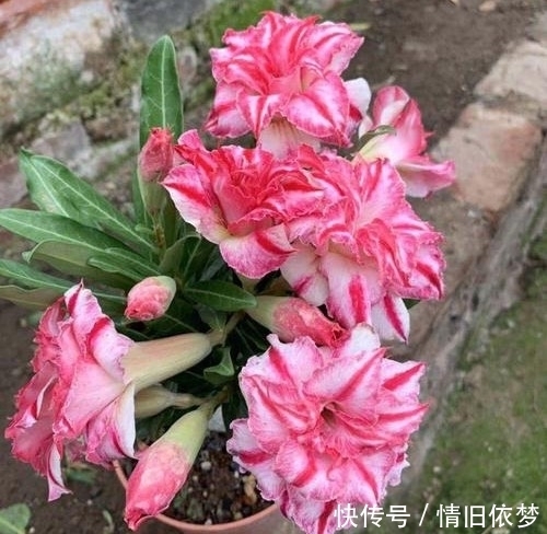 沙漠玫瑰|养沙漠玫瑰,有3个技巧,长成盆景,一盆能开100朵花