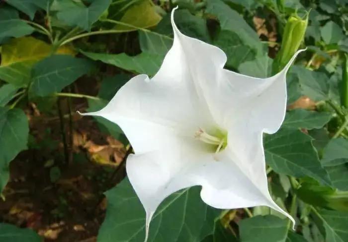 春节养花避开这四种,一点都不吉利,越养越不顺