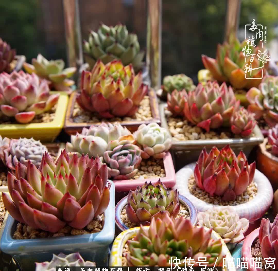 最温暖不过人间烟火,来自逆挂区的多肉!