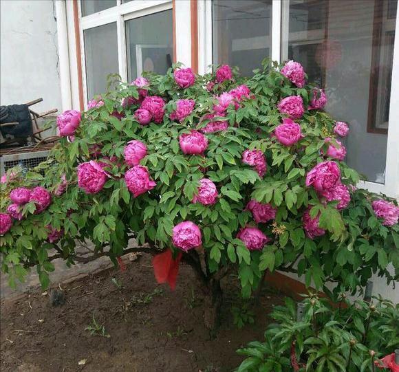 4种“泼辣花”，要用大盆养，开花多到炸，小盆养，越养越差