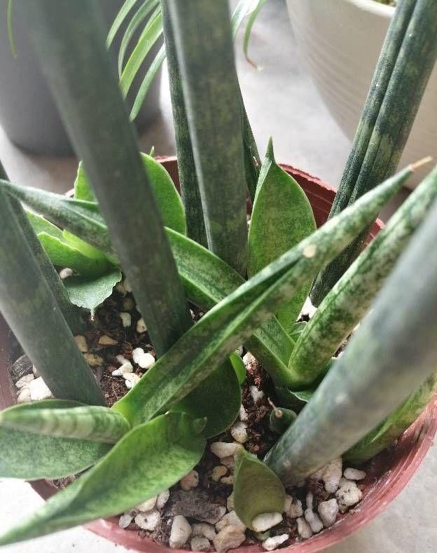 金边虎皮兰|让虎尾兰长侧芽，从3个方面入手，不仅侧芽多，还能养开花