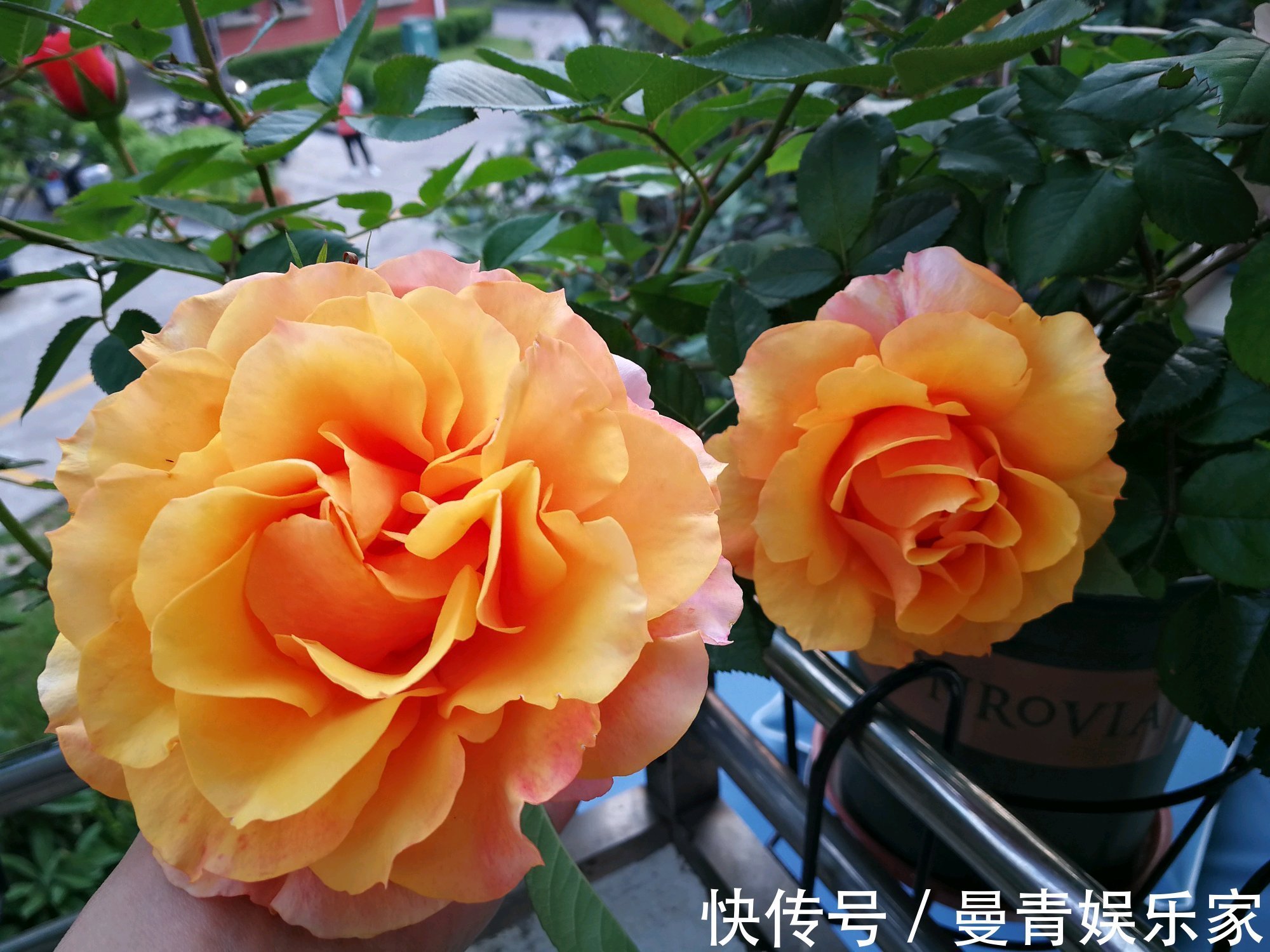 喜欢菊花,不如养盆“菊中稀品”硫华菊,花开野性美,爆成菊花海