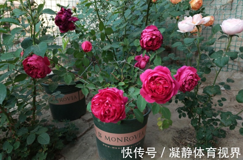 喜欢月季，挑这3样微型种盆栽，搁阳台养眼，打理难度低