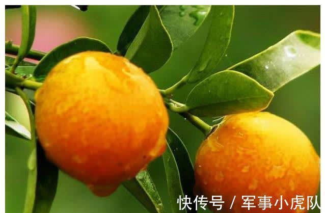 龙眼|冬季感冒高发期孩子生病不容易好,准备3种兴隆果,寓意吉祥如意