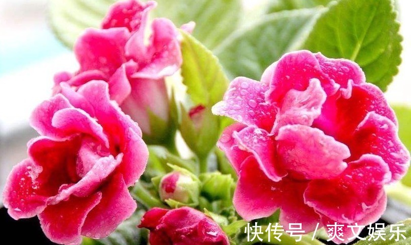 此花花大色艳,花姿妖娆仿佛是从画中而来,寓意为华美与欲望