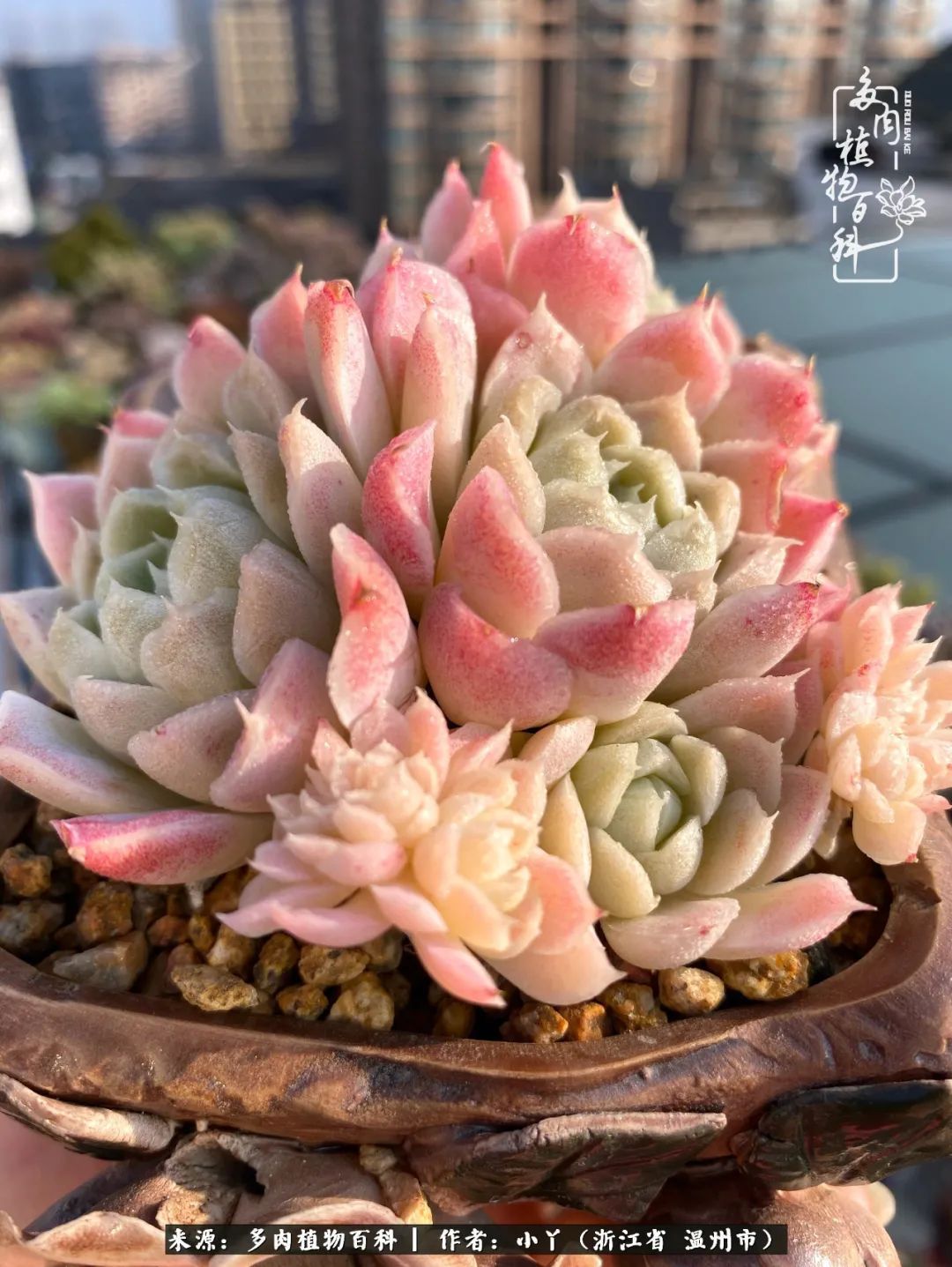 祖上无院家里无矿,一腔浪漫情怀付诸楼顶造花!