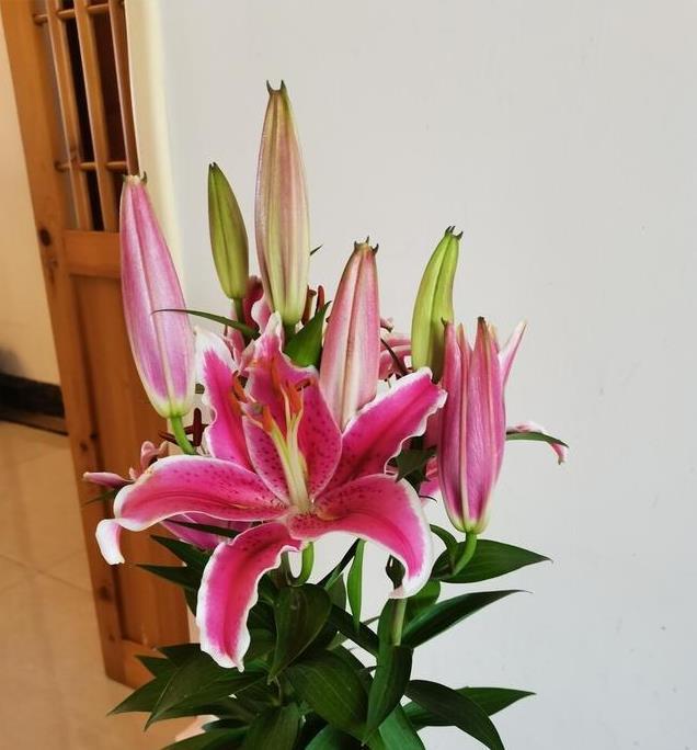 自带灵气的花,花开迎富贵,愿2021年心想事成