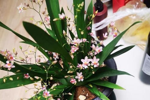 用20年的养花经验告诉你：做到此5点，盆栽植物再不会出问题