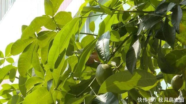 养了十年的发财树,高约5米,年年都结发发财果,出上万都不卖