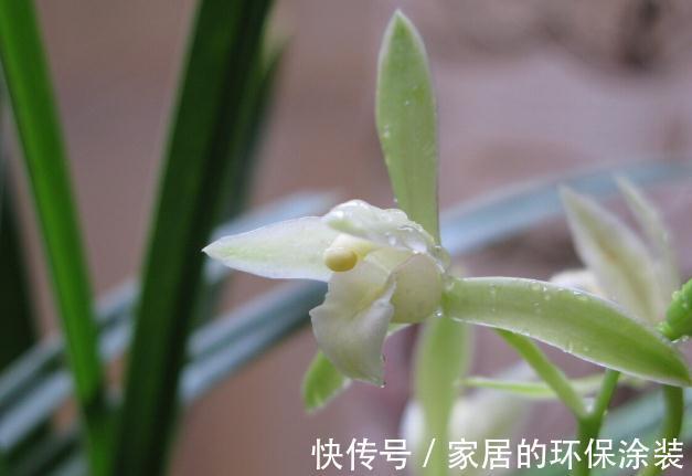 花苞|现在养兰花,记住3句“顺口溜”,叶色翠绿,花苞少不了