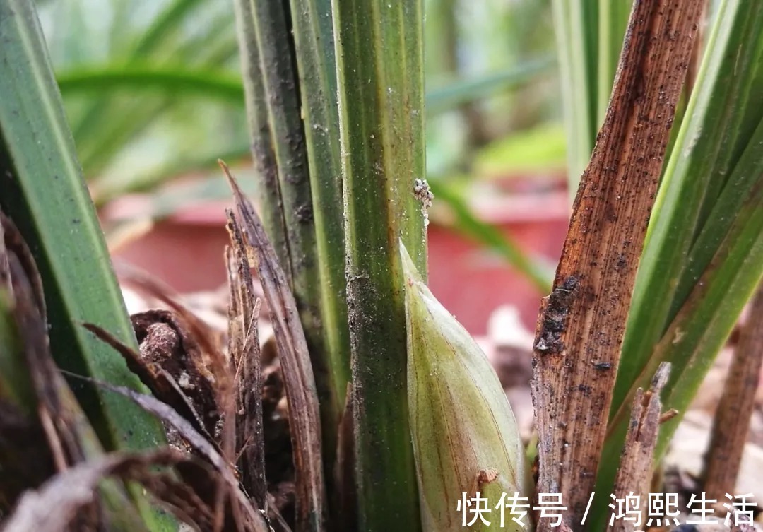 一个错|夏天太热,养兰花如果犯一个错,可能导致难孕蕾、不开花
