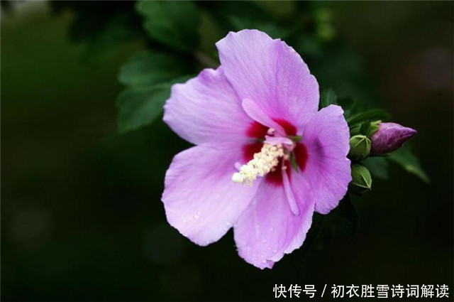 孟姜|盛夏槿花,颜如舜华,朝开暮落,仙子优雅,槿花八首伴盛夏