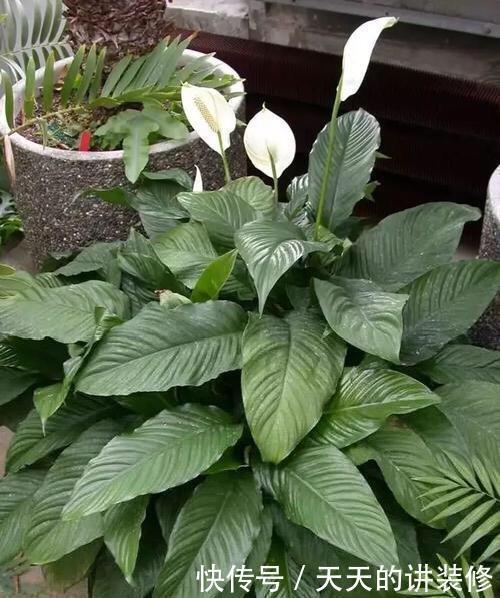 白鹤芋|一帆风顺叶子发蔫了,简单3个小技巧,叶片绿油油,花朵开不停