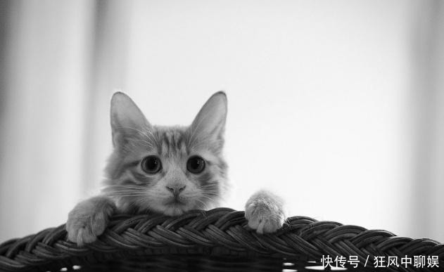 李时珍|人为什么不吃猫肉?李时珍在《本草纲目》中,早已告诉了我们原因