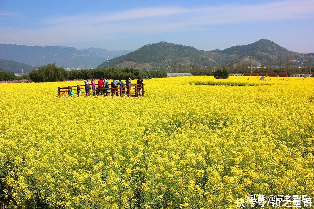 千年梯田花海，美得震撼，免费欣赏