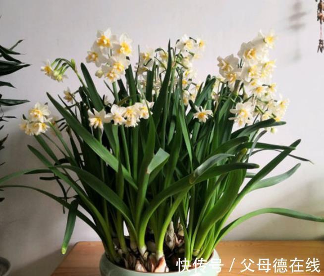 适合冬天的6种盆栽花，皮实好养颜值高，香味清新超迷人