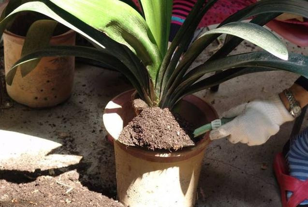 橡皮树|君子兰肥到流油,长寿花开不断,原来他用了这个小方法!