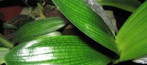 淘米|头次见用“它”浇君子兰,怪不得叶子又宽又绿,太实用了