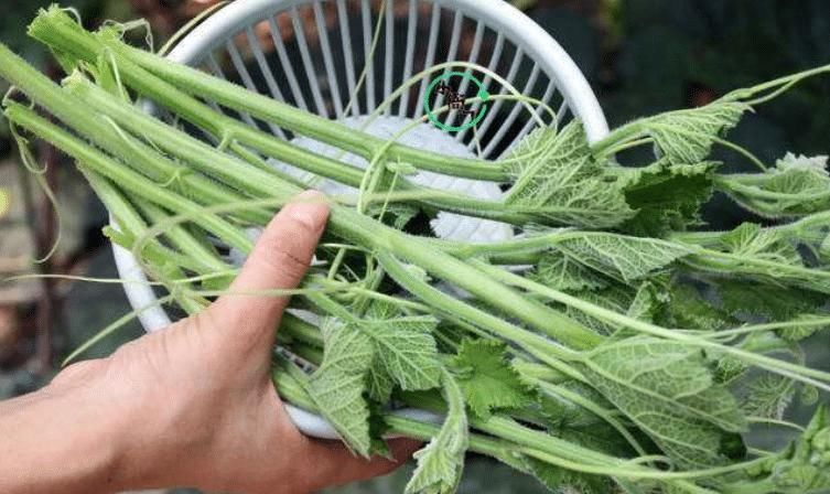 秋天,这种蔬菜多买点,做法简单,清肠刮油,家里人都爱吃