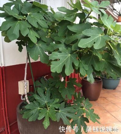 冬季养无花果,一个小技巧,来年长得枝肥叶壮,每个枝上都有果