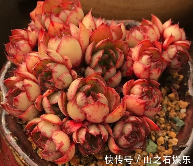 露养多肉很容易被虫子咬浇水时加点“它”,虫子都远离