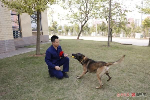 消防员|泪目！驯导员离队，搜救犬紧紧追车不愿离去