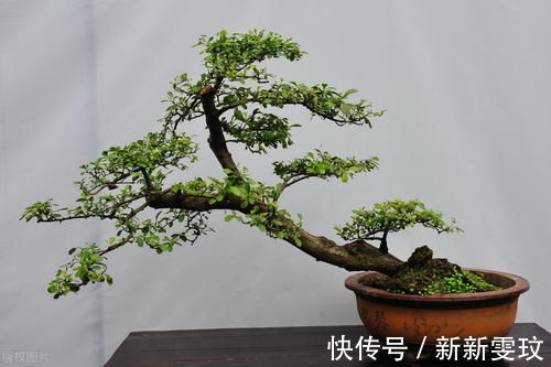 挑选盆景，需要掌握6个挑选条件，才能挑到精品，再也不用交学费