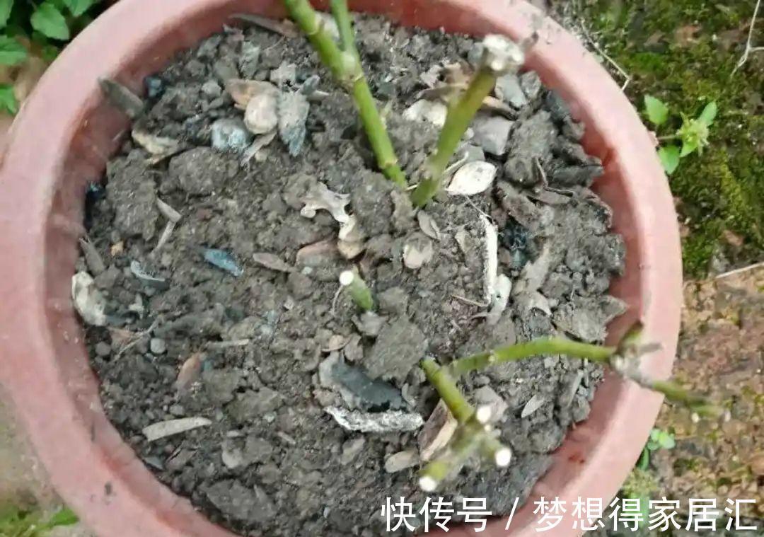 松针土|9种土别拿来养花,对花不好,容易黄叶烂根