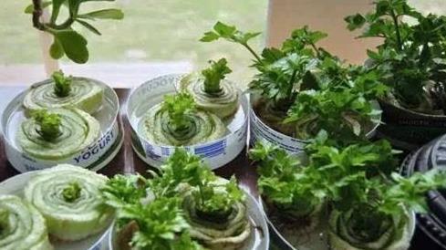 韭菜|3种蔬菜,吃剩下的“菜头”不要扔,往盆里一种,种出蔬菜小盆栽