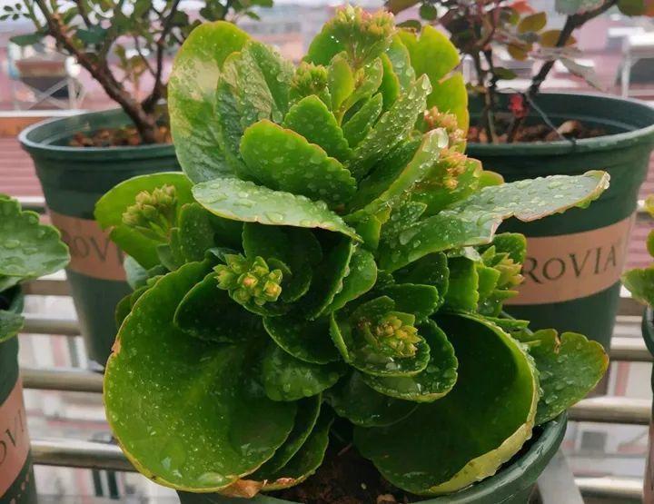 长寿的花苞迟迟不开用它喷两次,很快就能鼓起来!