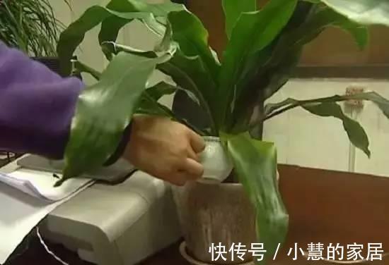 浇花|淘米水浇花，浇一盆死一盆，其实是你不会用