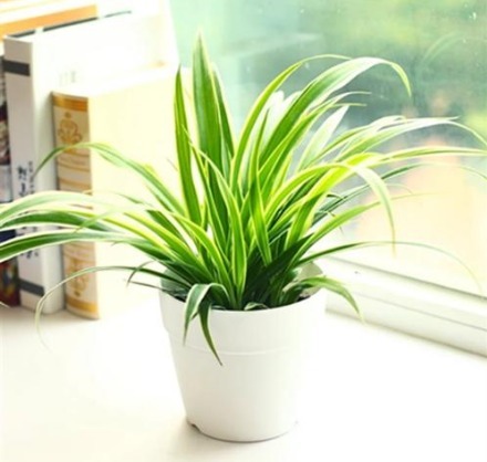 5种适合懒人养的盆栽,一月不管也能活,花开好养还爆满,美翻了