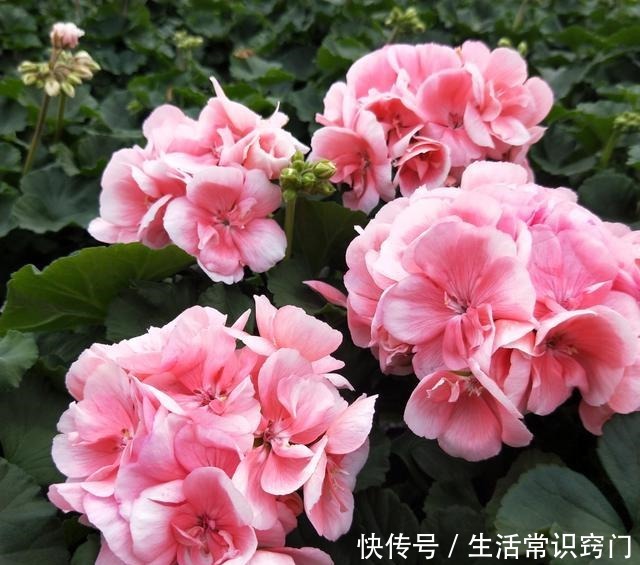 撒下一颗小小的种子,能开出一百多朵的花,太美太好养了!